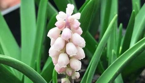 什么花的花语代表忘记？哪种花象征着遗忘？