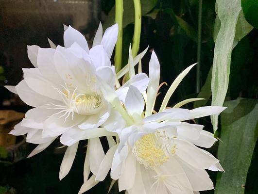 以昙花代表的生肖之谜（探索昙花所代表的十二生肖中的一个生肖之谜）