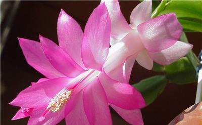 以昙花代表的生肖之谜（探索昙花所代表的十二生肖中的一个生肖之谜）