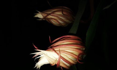 以昙花代表的生肖之谜（探索昙花所代表的十二生肖中的一个生肖之谜）