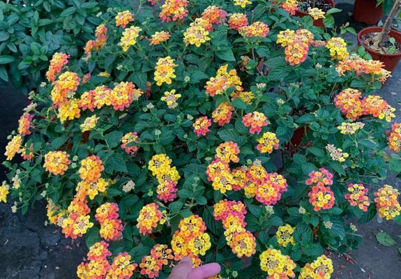 五色梅冬天养护技巧有哪些？如何确保五色梅安全过冬？