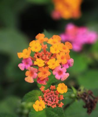 五色梅冬天养护技巧有哪些？如何确保五色梅安全过冬？