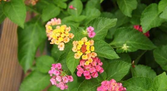 五色梅冬天养护技巧有哪些？如何确保五色梅安全过冬？