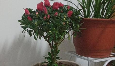 以花开爆盆，让花朵盛放绽放（养花爆盆的方法与技巧）