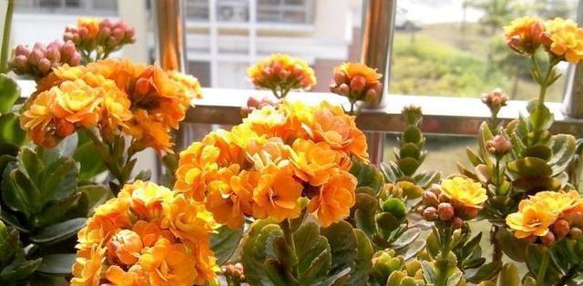 以花开爆盆，让花朵盛放绽放（养花爆盆的方法与技巧）