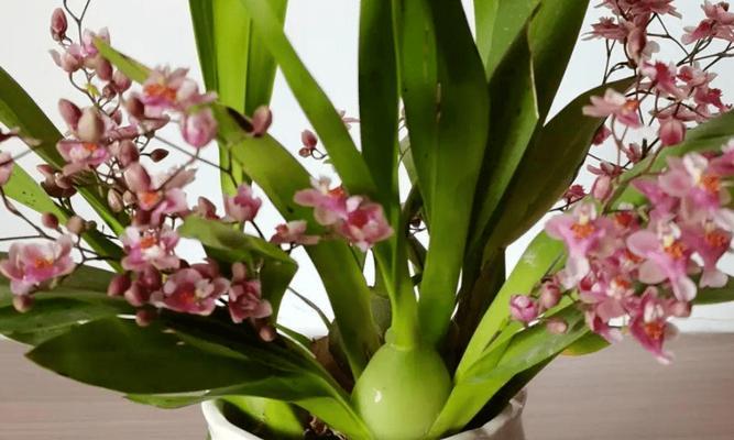 以花开爆盆，让花朵盛放绽放（养花爆盆的方法与技巧）