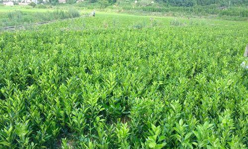 脐橙苗什么品种最好？如何挑选优质脐橙苗？