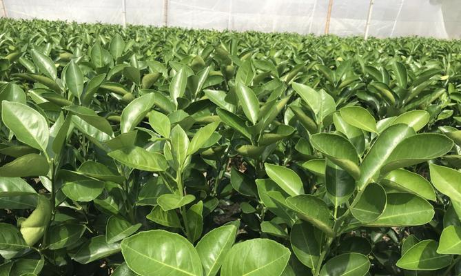 脐橙苗什么品种最好？如何挑选优质脐橙苗？