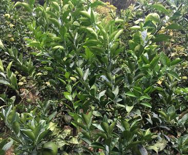 脐橙苗什么品种最好？如何挑选优质脐橙苗？