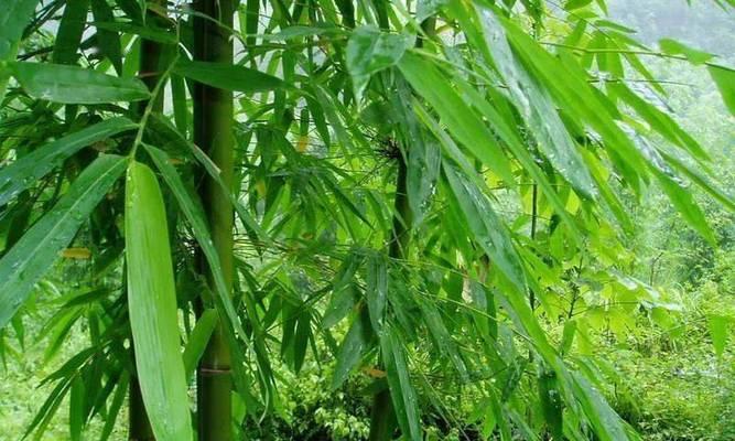 翠竹的象征意义与美学魅力（揭示翠竹之美）