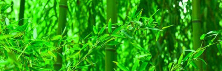 翠竹的象征意义与美学魅力（揭示翠竹之美）