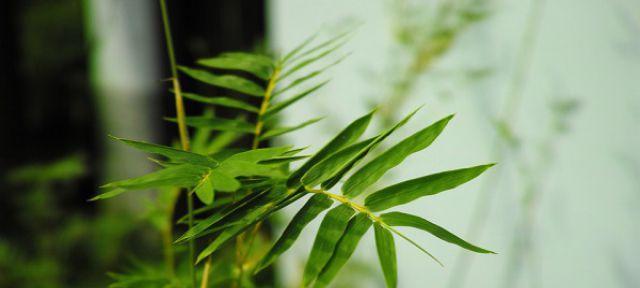 翠竹的象征意义与美学魅力（揭示翠竹之美）