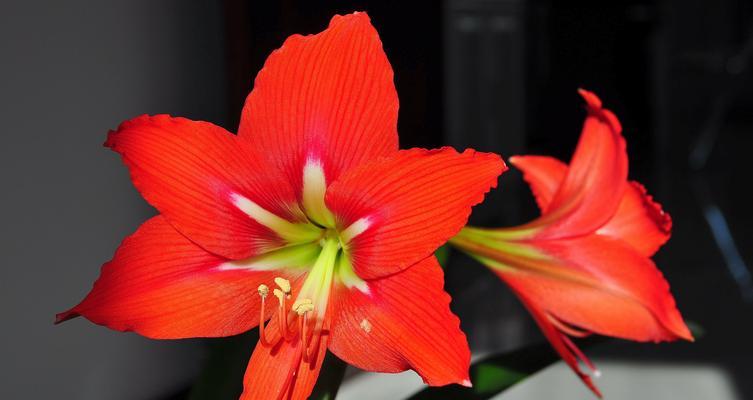 对对红一年开几次花？如何养护才能多次开花？