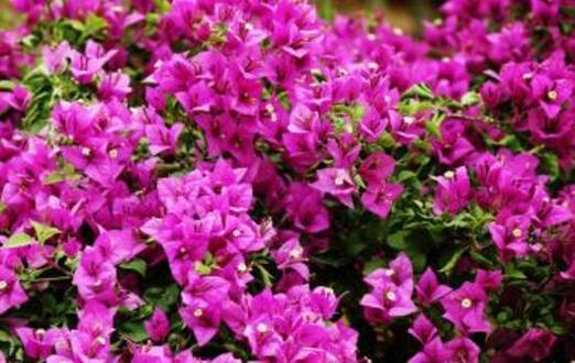 三角梅花语（探寻三角梅花语的意义与背后的文化内涵）