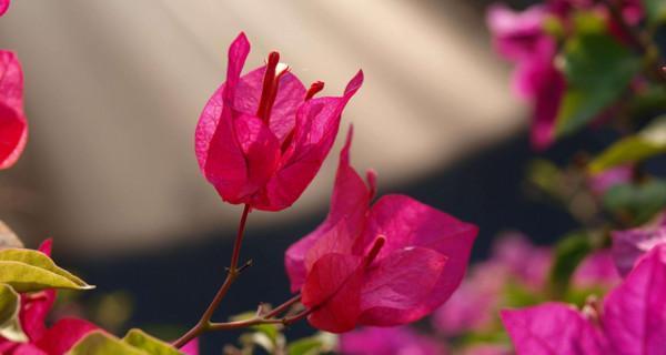 三角梅花语（探寻三角梅花语的意义与背后的文化内涵）