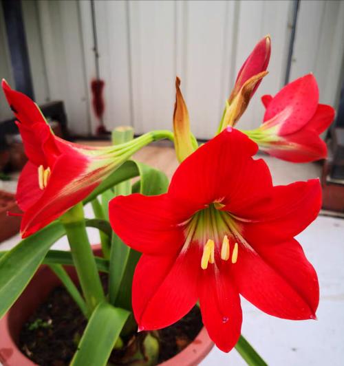 对对红一年开几次花？如何养护才能多次开花？