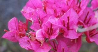 三角梅花语（探寻三角梅花语的意义与背后的文化内涵）