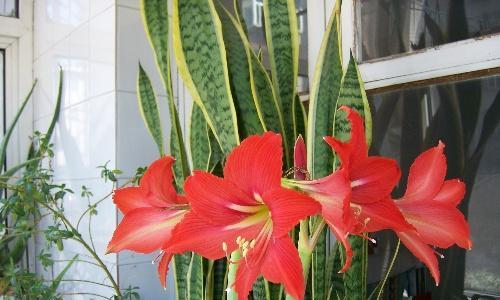 对对红一年开几次花？如何养护才能多次开花？