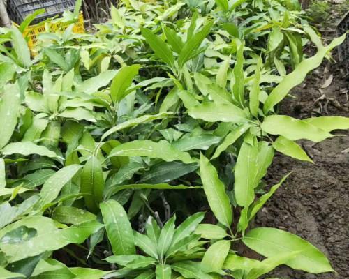 芒果生长在什么地方？全球主要芒果种植区域有哪些？