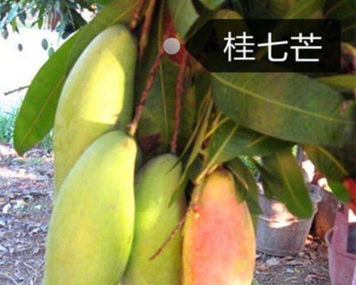 芒果生长在什么地方？全球主要芒果种植区域有哪些？