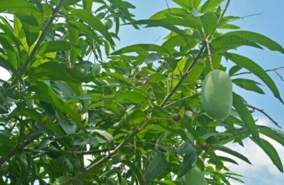 芒果生长在什么地方？全球主要芒果种植区域有哪些？