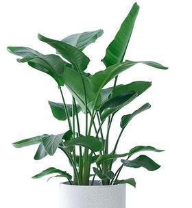 天堂鸟用什么肥料好？如何正确施肥促进生长？