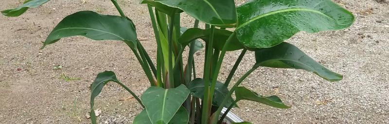 天堂鸟用什么肥料好？如何正确施肥促进生长？