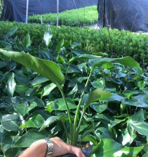 天堂鸟用什么肥料好？如何正确施肥促进生长？