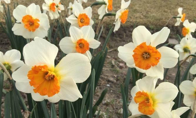 冬日花卉的花语——寒冬中的生命之美（揭示冬天花卉背后的深刻含义）
