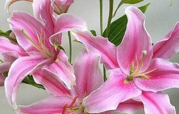 冬日花卉的花语——寒冬中的生命之美（揭示冬天花卉背后的深刻含义）