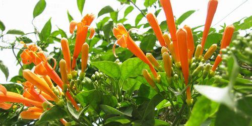 冬日花卉的花语——寒冬中的生命之美（揭示冬天花卉背后的深刻含义）