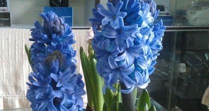 风信子花语的美丽寓意（揭示花开之美）