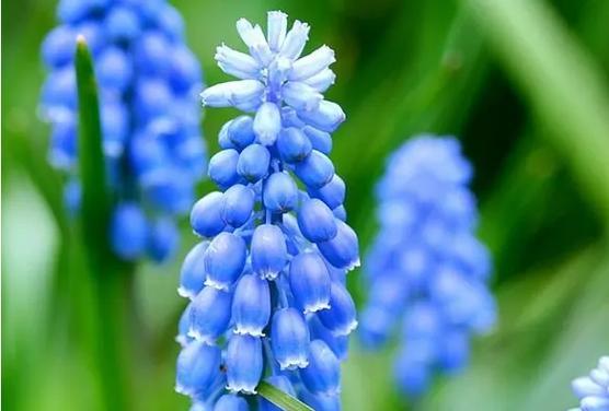 风信子花语的美丽寓意（揭示花开之美）