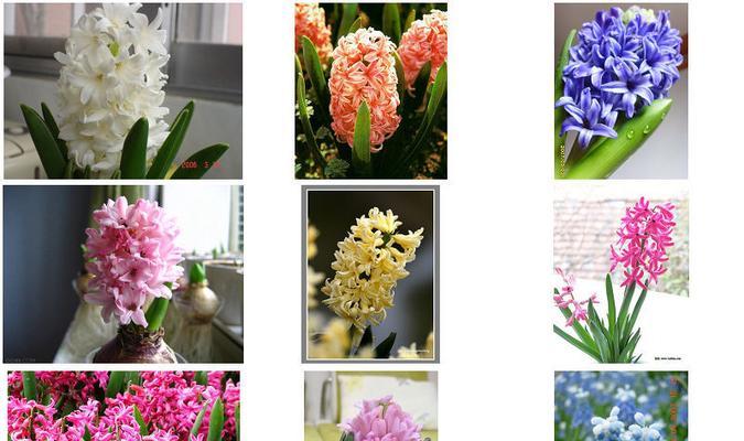 风信子花语的美丽寓意（揭示花开之美）