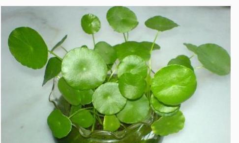 莲花在生肖文化中代表哪个生肖?如何解读其象征意义?