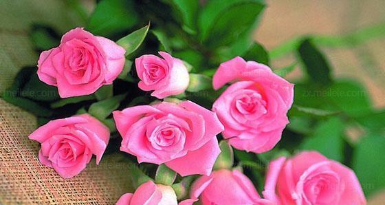 三朵玫瑰的花语之谜（解密花朵的秘密语言）