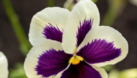 以满天星的花语表达思念朋友之情（满天星花语）