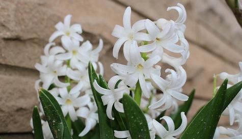 以满天星的花语表达思念朋友之情（满天星花语）