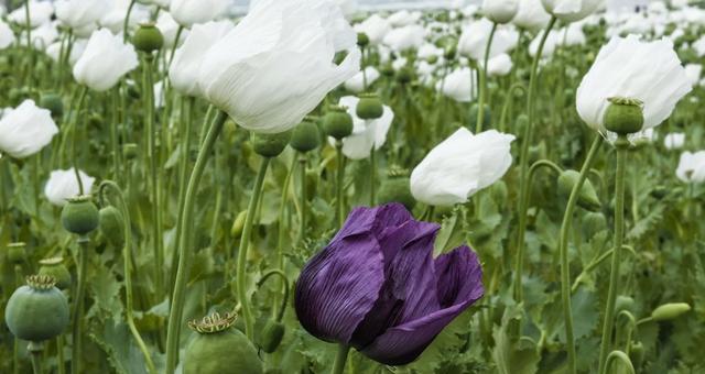 绽放死亡之花（以代表死亡的花卉探寻生命的意义）