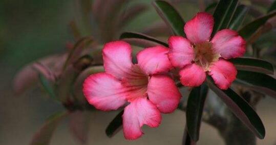 绽放死亡之花（以代表死亡的花卉探寻生命的意义）