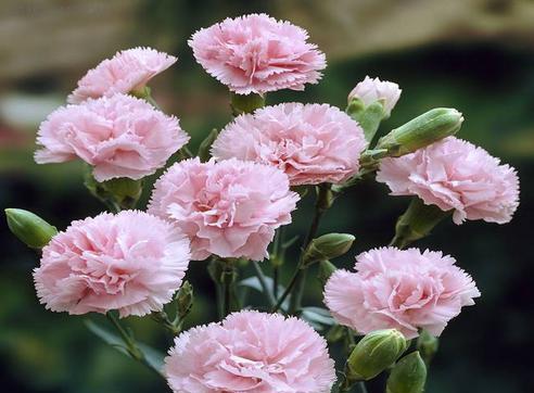 康乃馨的花语——爱的表达与感受（康乃馨的花语及其象征意义的解读）