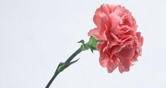 康乃馨的花语——爱的表达与感受（康乃馨的花语及其象征意义的解读）