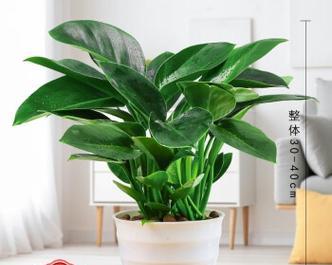 室内大型好养植物有哪些？如何选择适合自己的植物？
