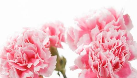 康乃馨的花语——爱的表达与感受（康乃馨的花语及其象征意义的解读）