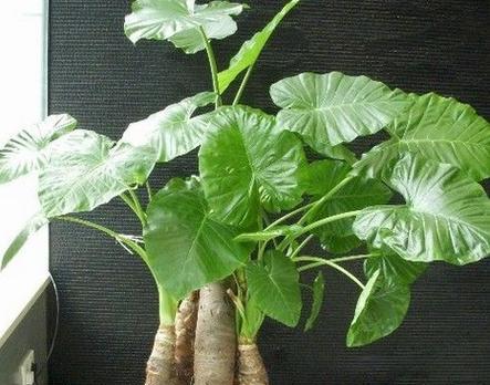 室内大型好养植物有哪些？如何选择适合自己的植物？