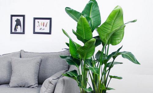 室内大型好养植物有哪些？如何选择适合自己的植物？