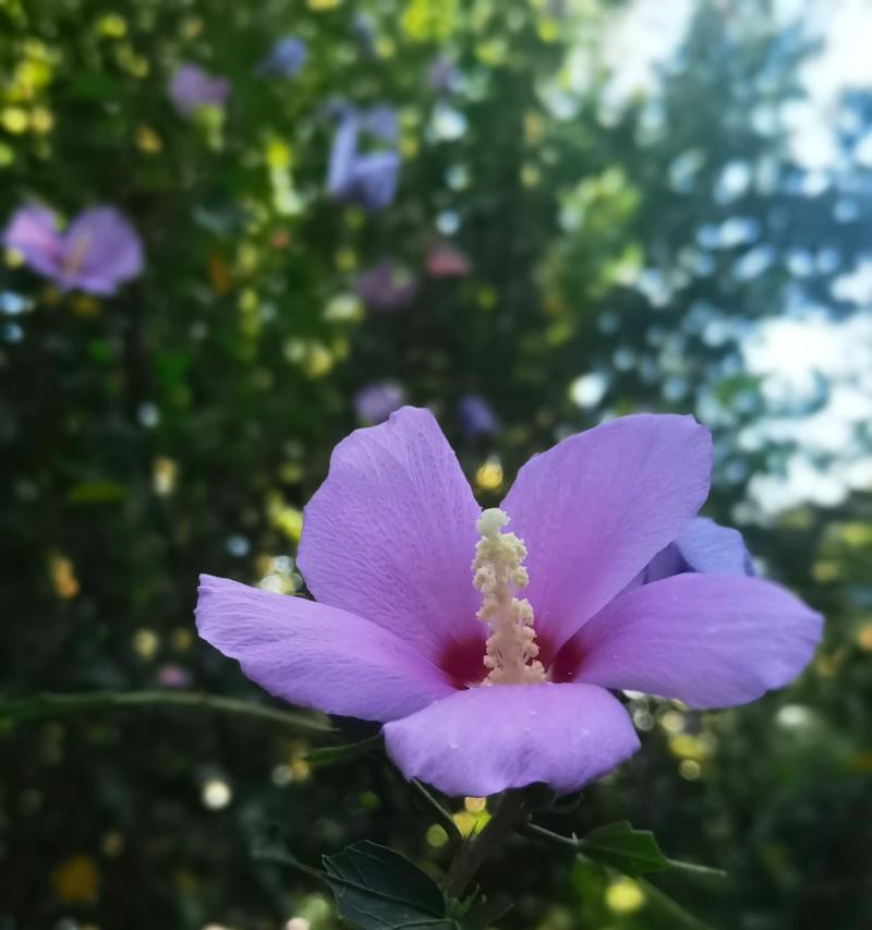 白色花的象征意义（纯洁）