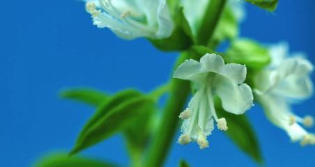 白色花的象征意义（纯洁）