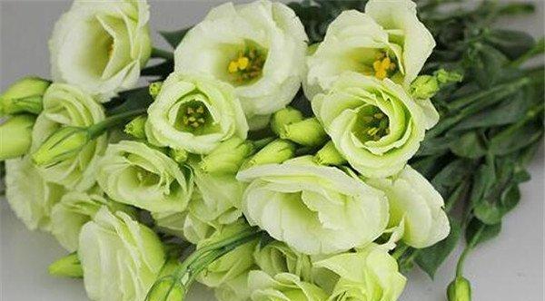 洋桔梗花语的鲜艳色彩（以不同颜色洋桔梗的花语解读）