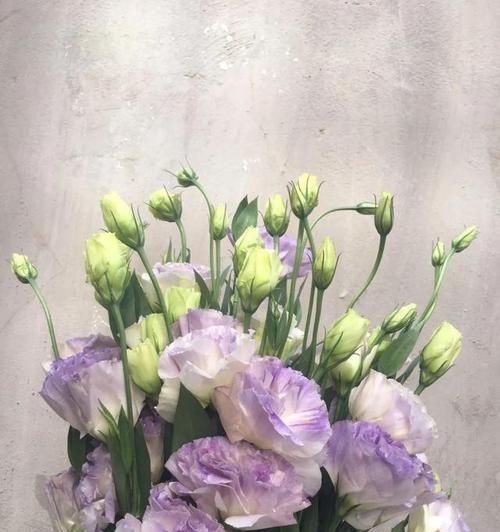 洋桔梗花语的鲜艳色彩（以不同颜色洋桔梗的花语解读）